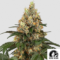 Chocolate Rainbow XXL - Produktbild