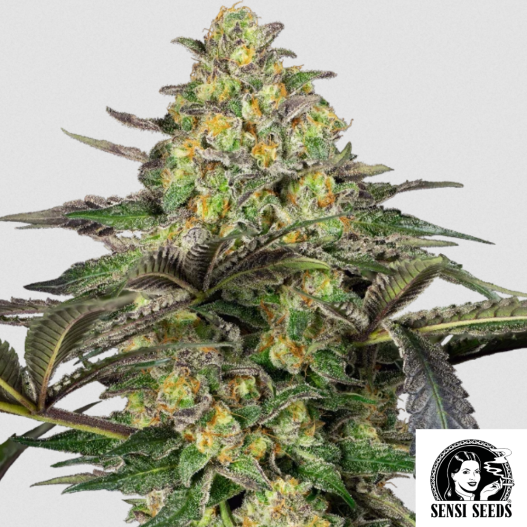 Grapevine Candy - Sensi Seeds Produktbild