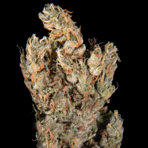 Lemon Sputnik Auto - KC Brains Produktbild