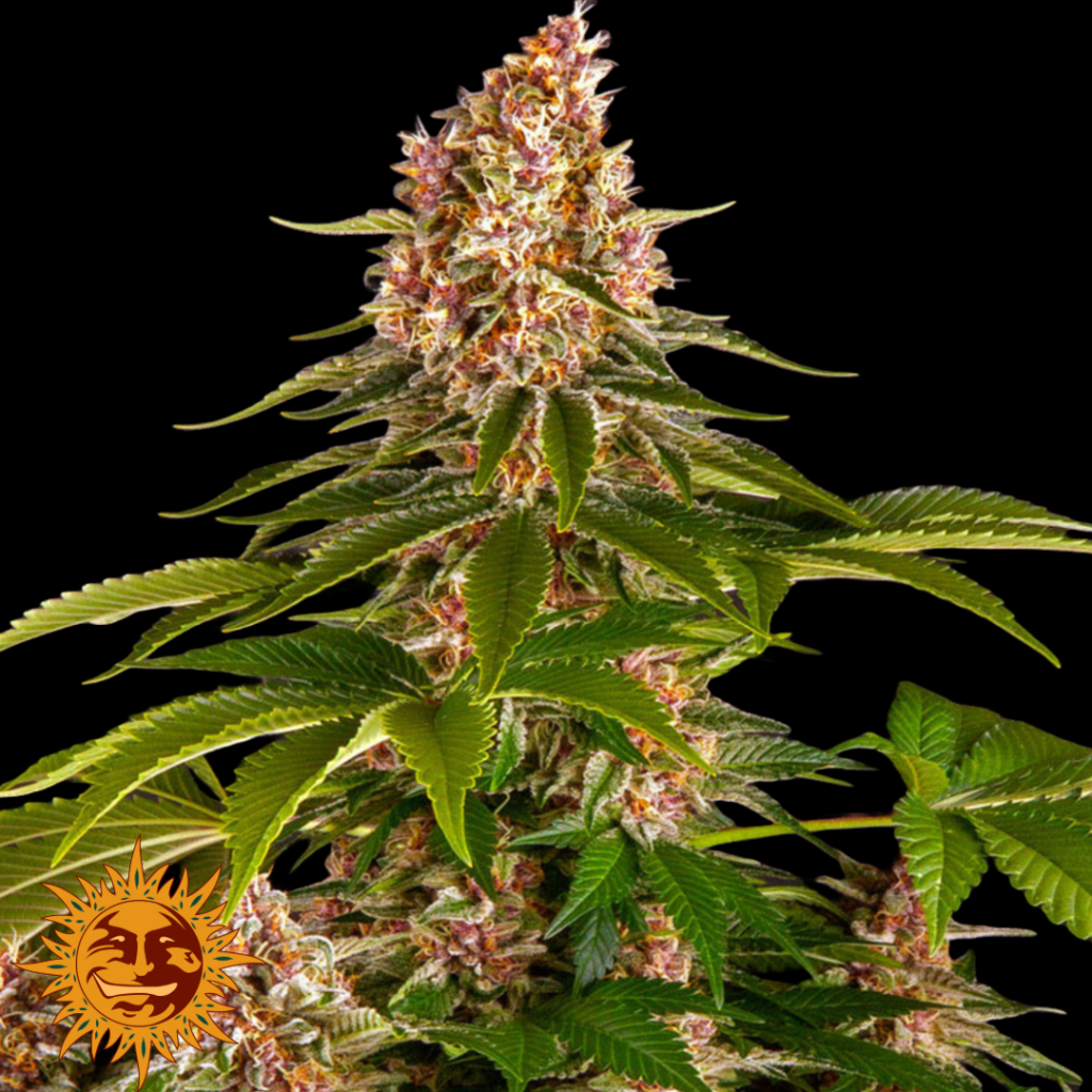 Pink Kush - Barney's Farm Produktbild
