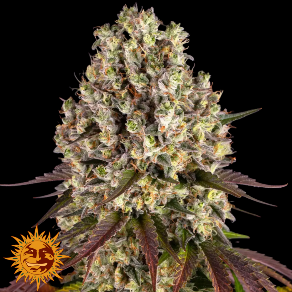 Sour Diesel - Barney's Farm Produktbild