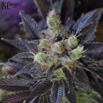 Bahia Black Head KC Brains Produktbild