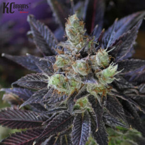 Bahia Black Head KC Brains Produktbild