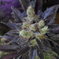 Bahia Black Head KC Brains Produktbild
