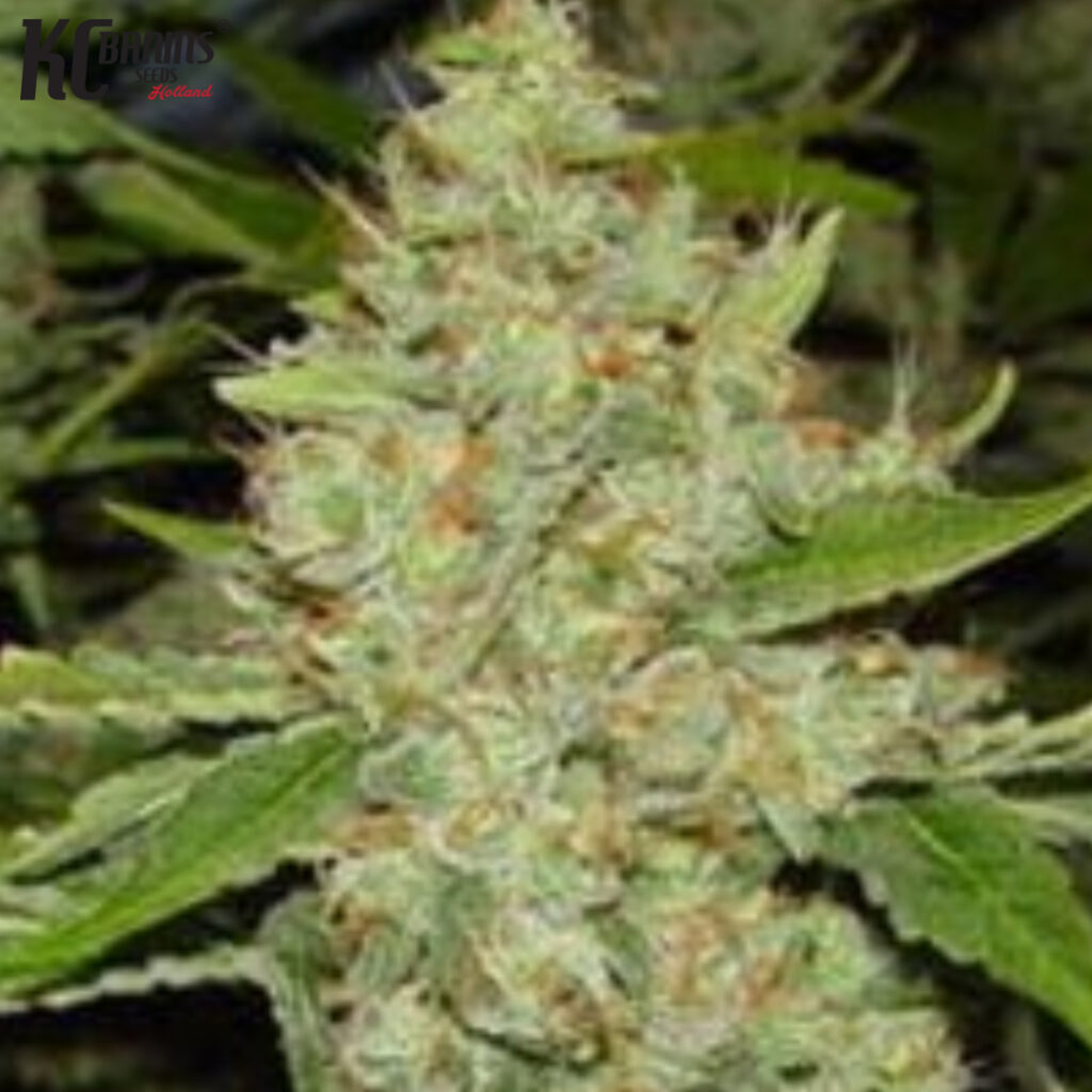Brains Choice - KC Brains Produktbild