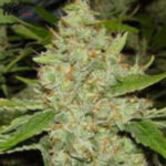 Brains Choice - KC Brains Produktbild