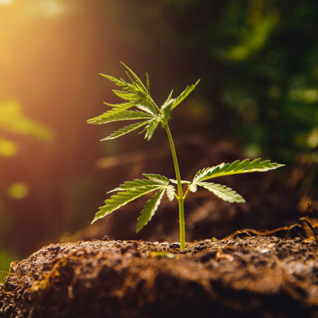 Cannabisgesetz bleibt - Eigenanbau auch in 2025 legal