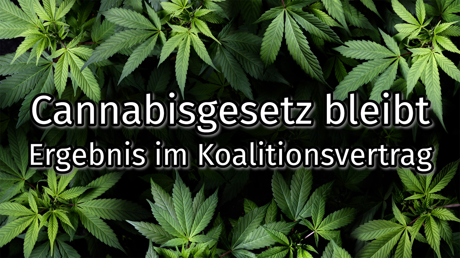 Cannabisgesetz im Koalitionsvertrag - Abwarten der Zwischenevaluation im Herbst 2025