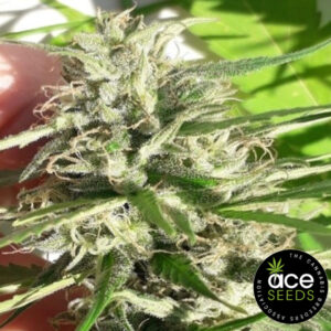 New Caledonia - Ace Seeds Produktbild