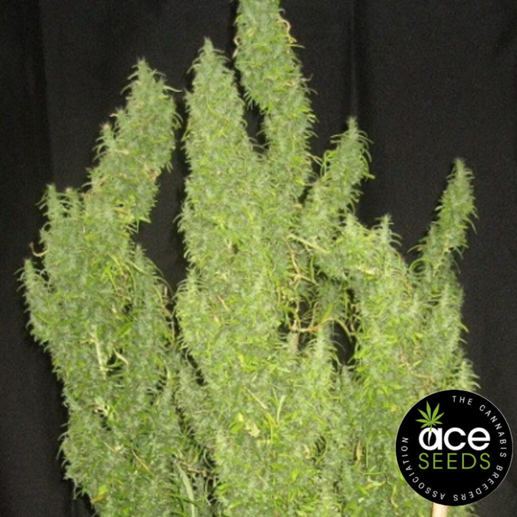 Thai Original von Ace Seeds