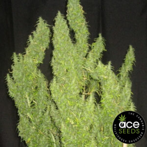 Thai Original von Ace Seeds