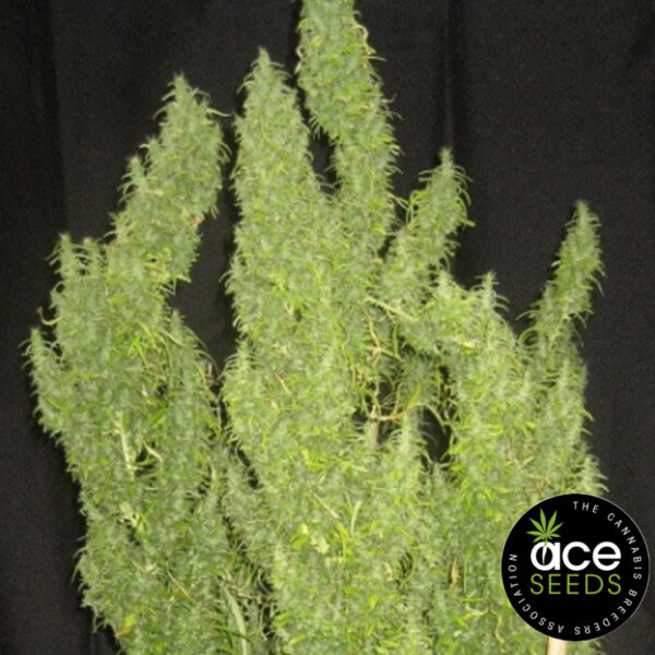 Thai Original von Ace Seeds Thai Original von Ace Seeds