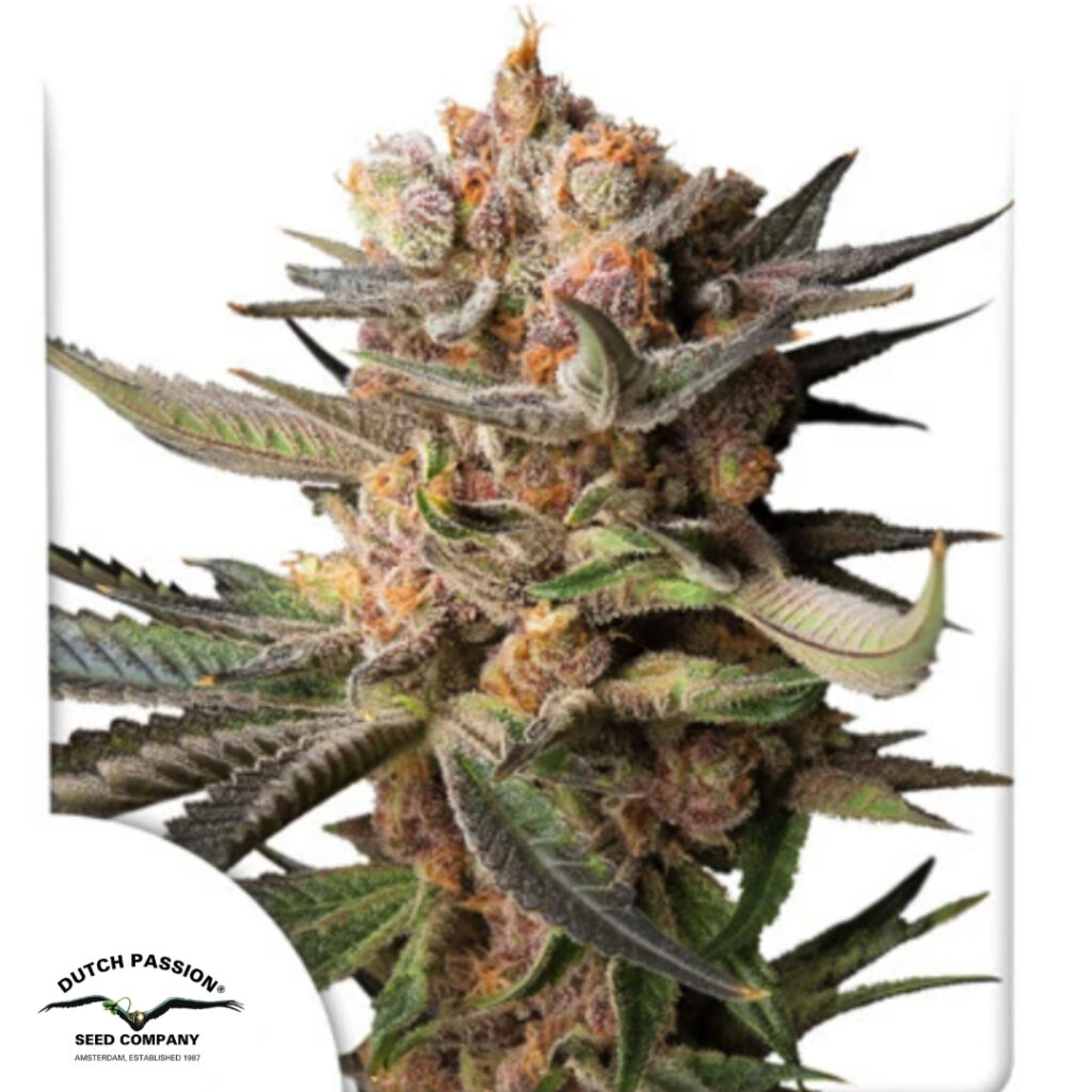 Auto Frozen Biscotti - Dutch Passion Produktbild