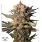 Auto Frozen Biscotti - Dutch Passion Produktbild
