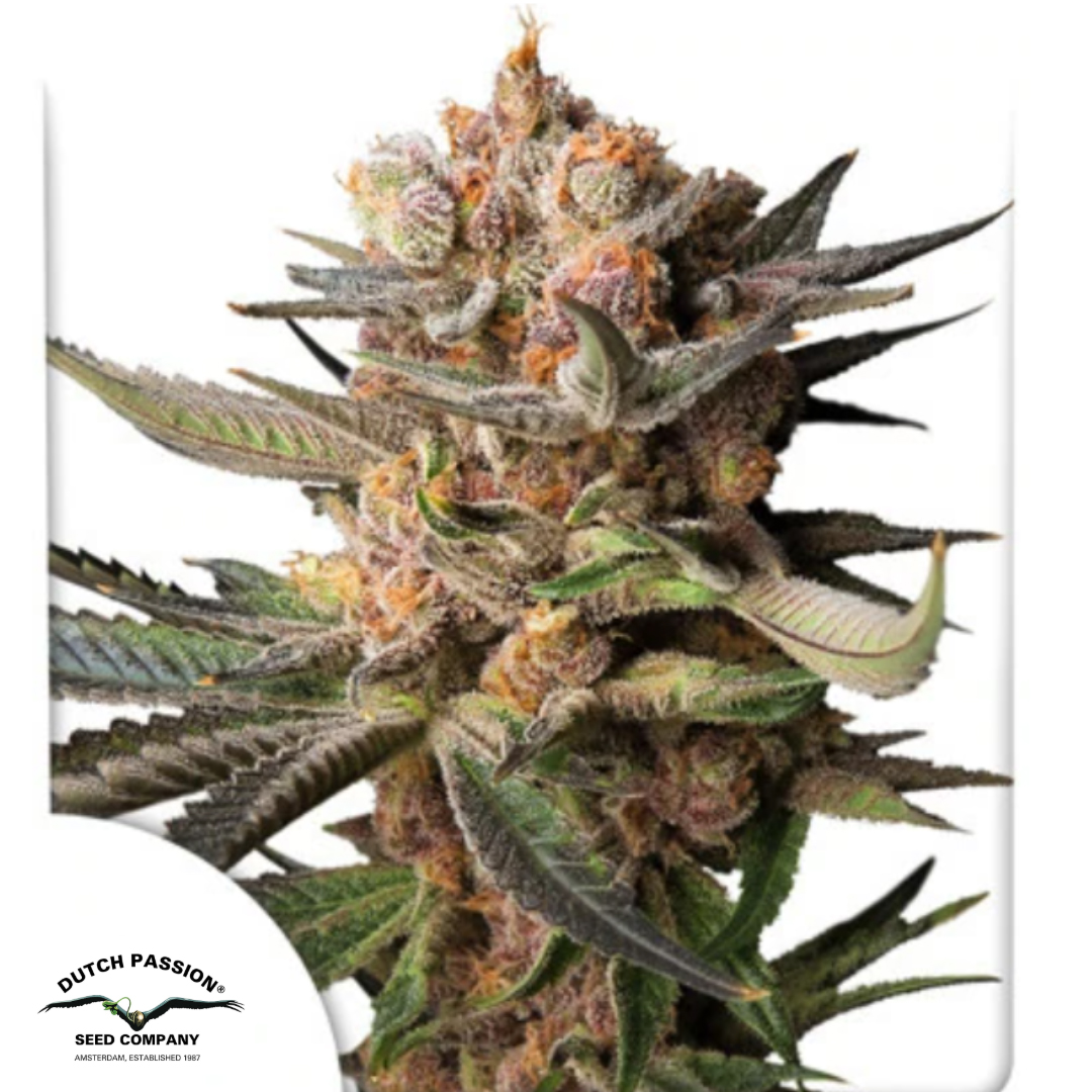 Auto Frozen Biscotti - Dutch Passion Produktbild