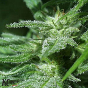 Brains Damage - KC Brains Produktbild