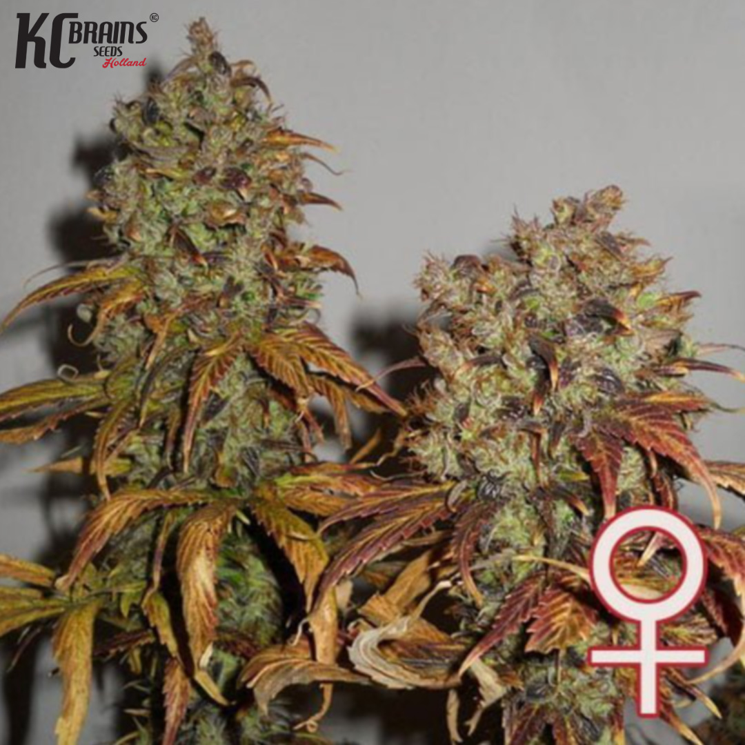 Mango - KC Brains Produktbild
