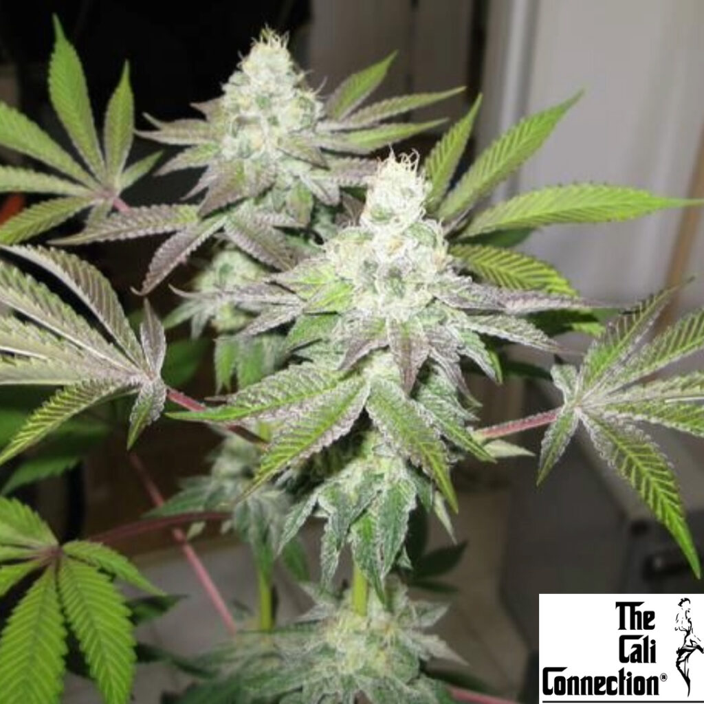 78 - The Cali Connection Produktbild