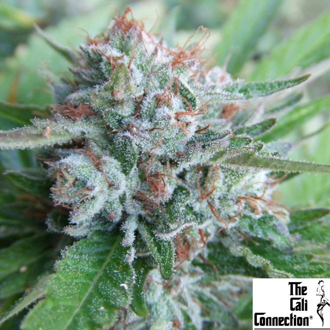 Bellini - The Cali Connection Produktbild