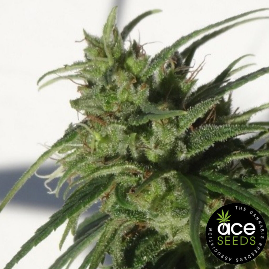 Ethiopia Ace Seeds