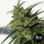Ethiopia Ace Seeds