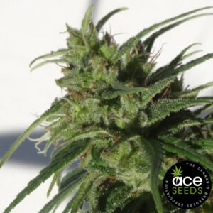 Ethiopia Ace Seeds