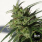 Ethiopia Ace Seeds