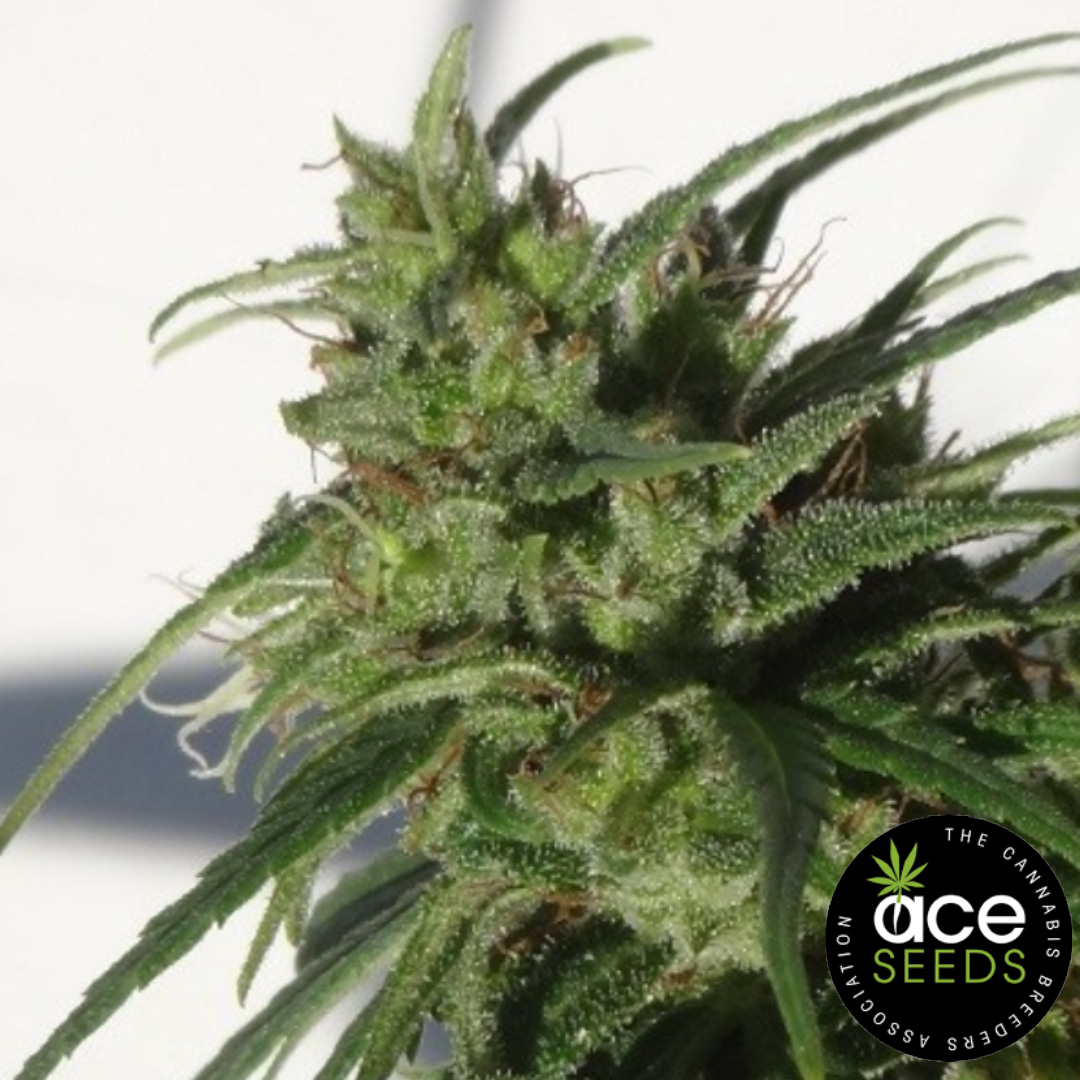 Ethiopia Ace Seeds