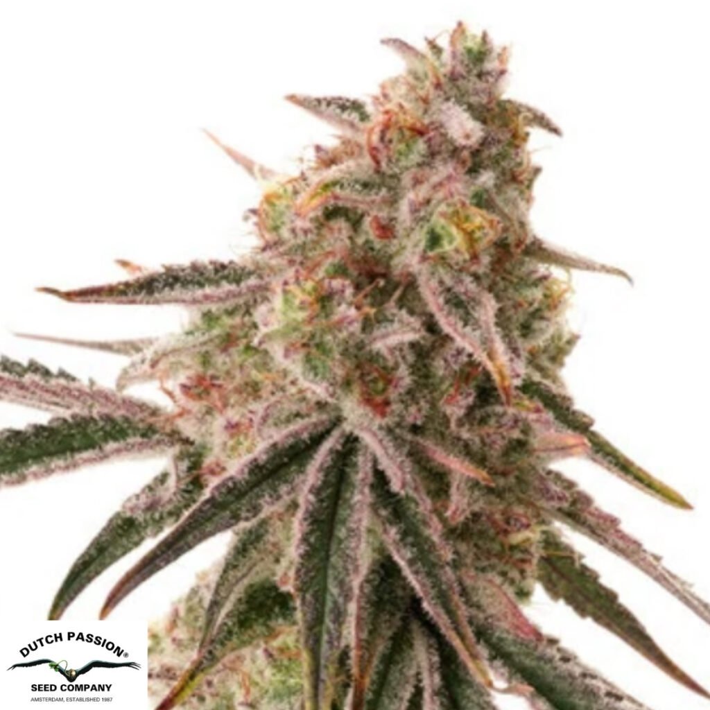 Frozen Biscotti - Dutch Passion