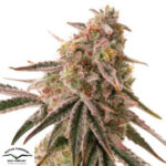 Frozen Biscotti - Dutch Passion