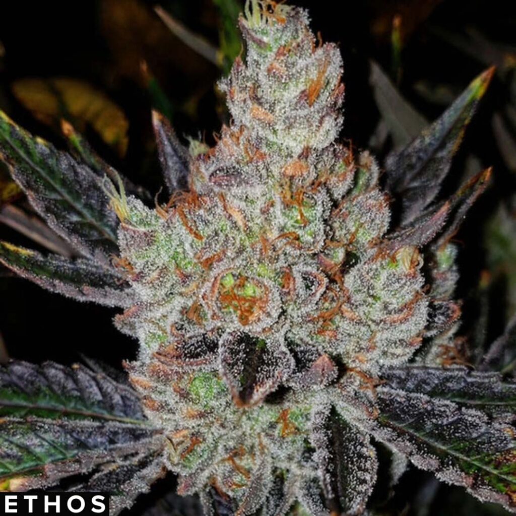 10th Planet R1 - Ethos Genetics