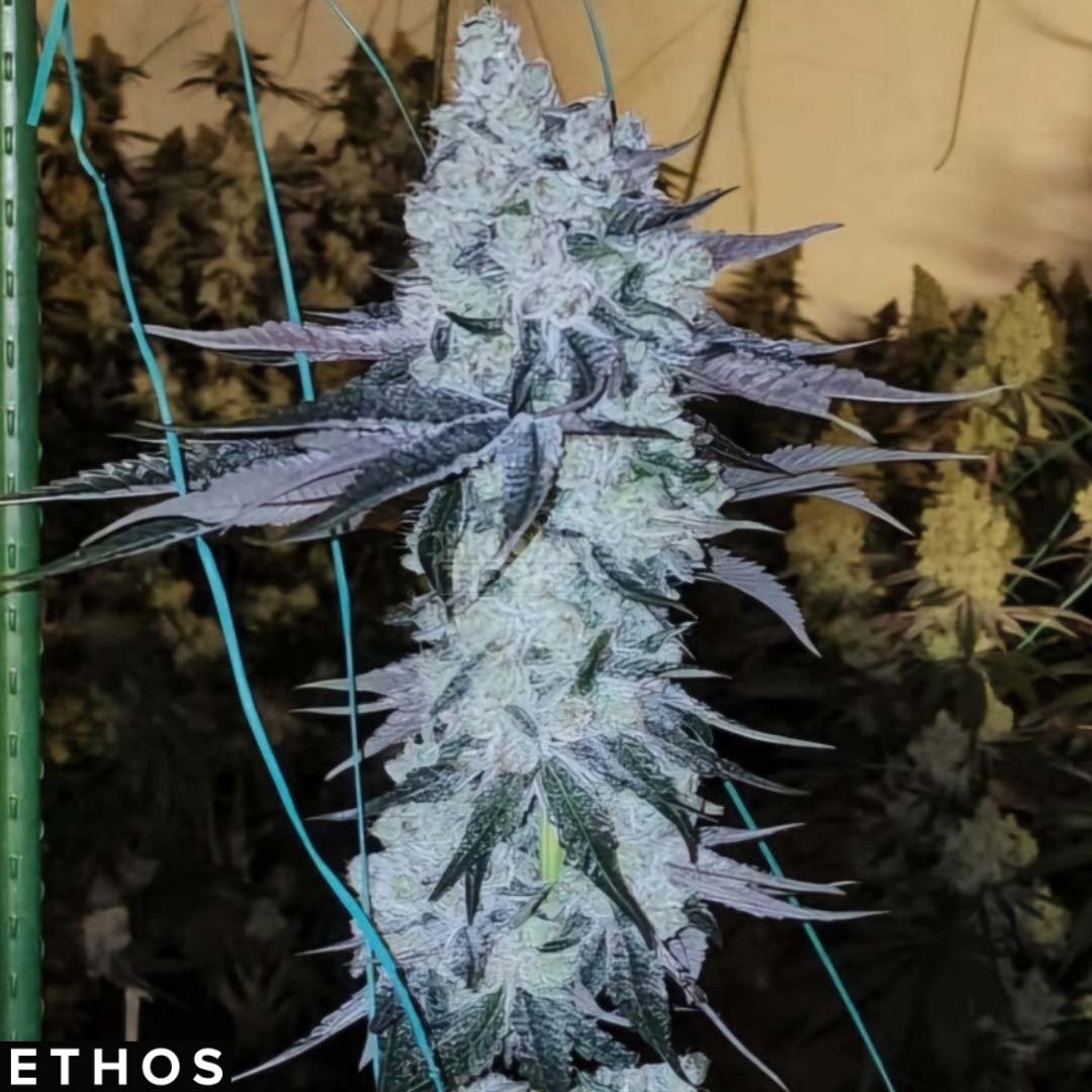 All The Sauces R1 - Ethos Genetics