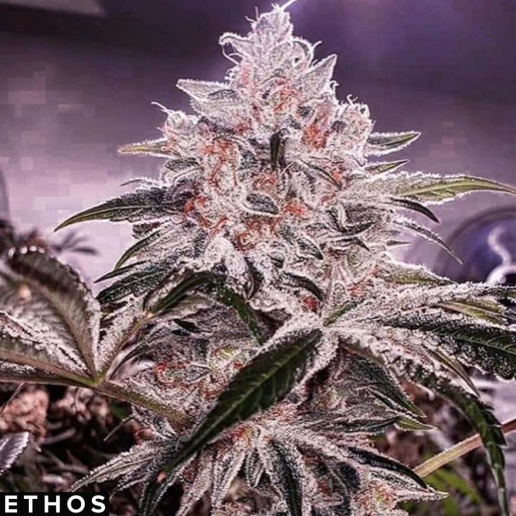 Apex R1 - Ethos Genetics