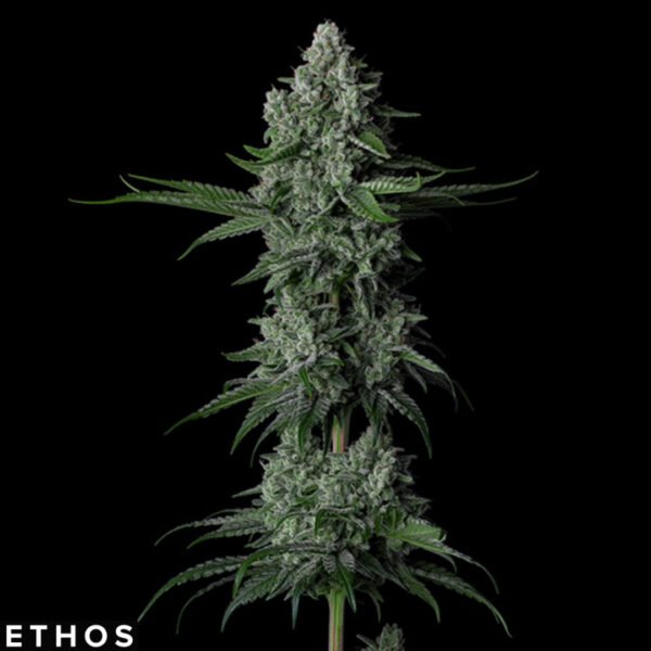 Grandpa's Stash R2 - Ethos Genetics Grandpa's Stash R2 - Ethos Genetics