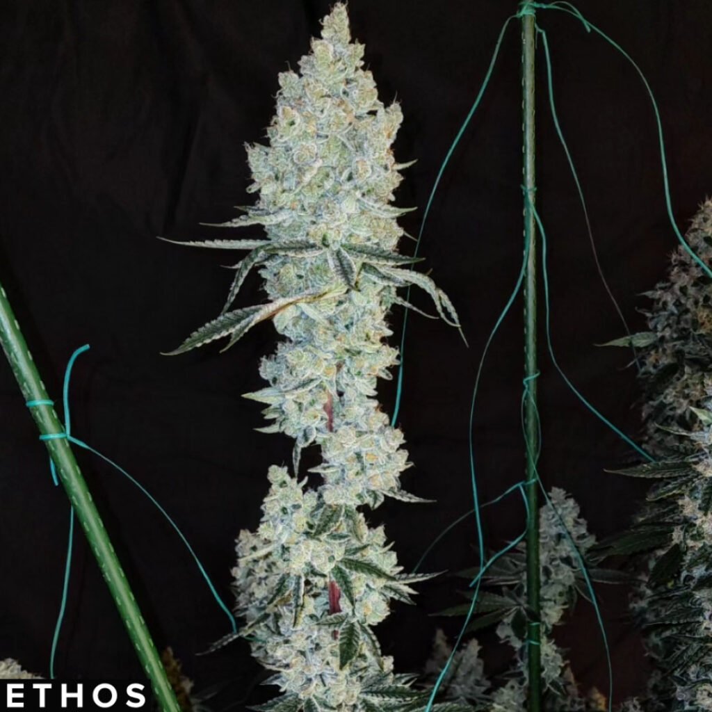 Lemon Cherry Pie R1 - Ethos Genetics