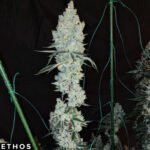 Lemon Cherry Pie R1 - Ethos Genetics