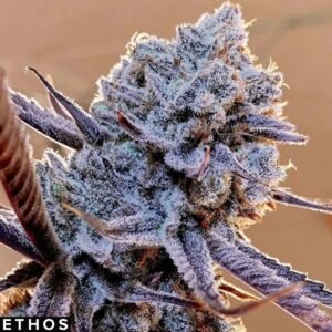 Lilac Diesel RBX2 - Ethos Genetics