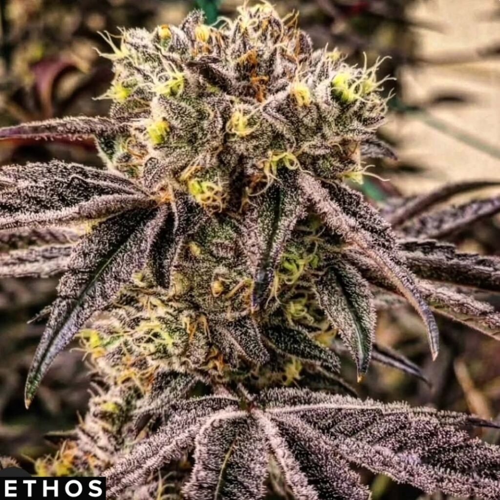 M.C. Nuggets R1 - Ethos Genetics