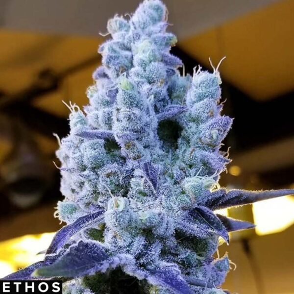 Mandarin Cookies V2 - Ethos Genetics Mandarin Cookies V2 - Ethos Genetics