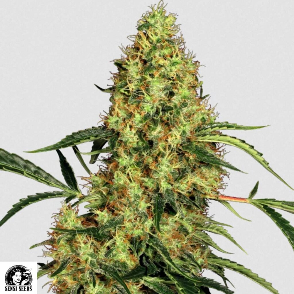 Mexiko Sativa - Sensi Seeds