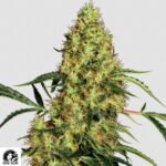 Mexiko Sativa - Sensi Seeds