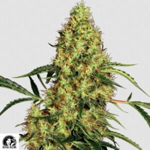 Mexiko Sativa - Sensi Seeds