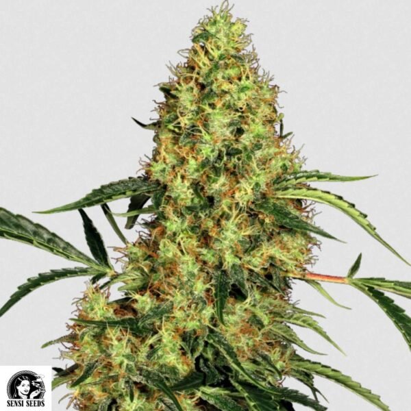 Mexiko Sativa - Sensi Seeds