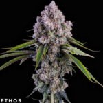 Pepe Silvia R1 - Ethos Genetics
