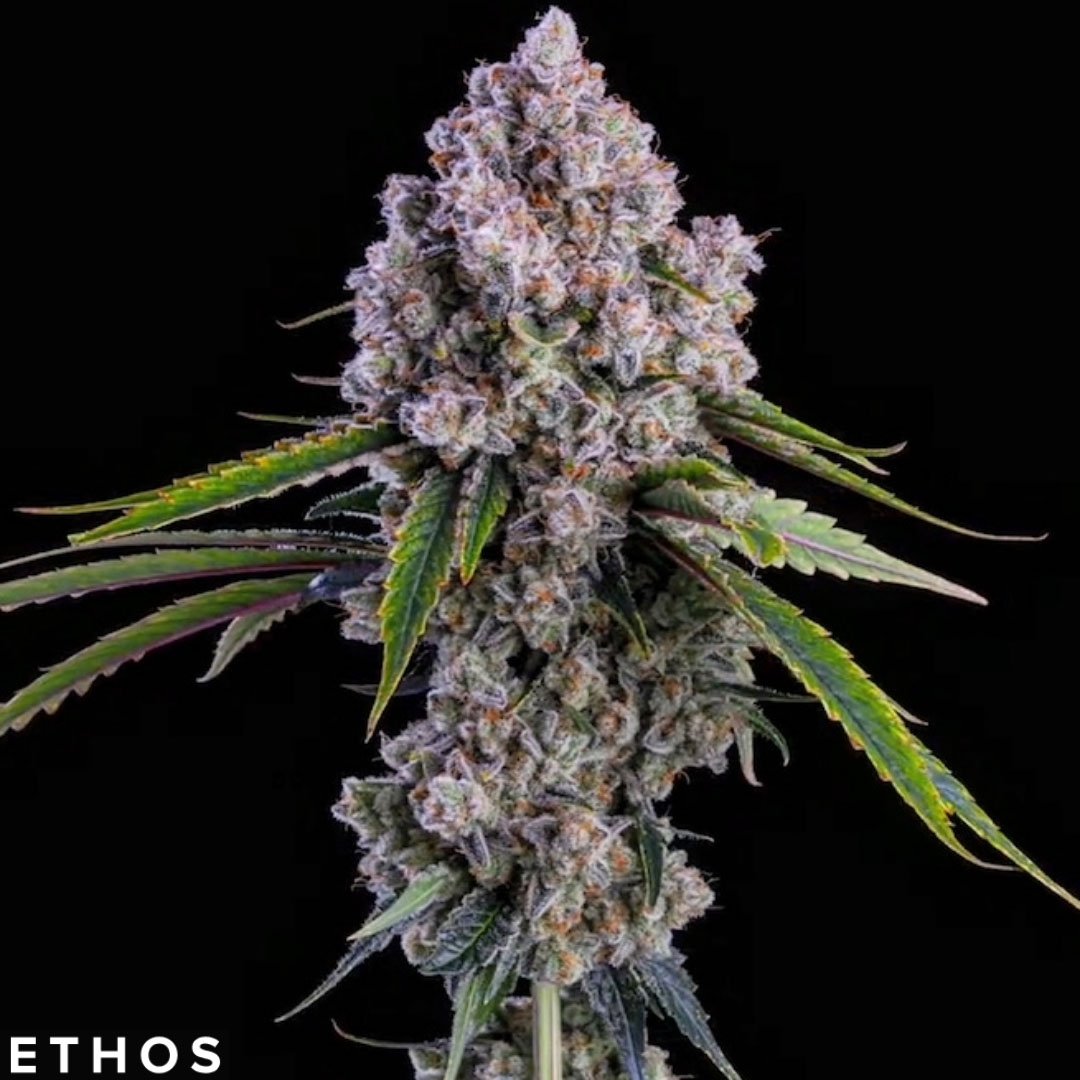 Pepe Silvia R1 - Ethos Genetics