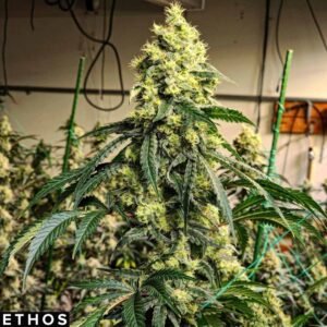 Sour G R1 - Ethos Genetics