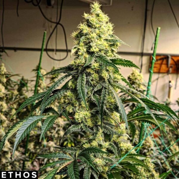 Sour G R1 - Ethos Genetics