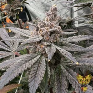 Gasserole - Solfire Gardens kaufen