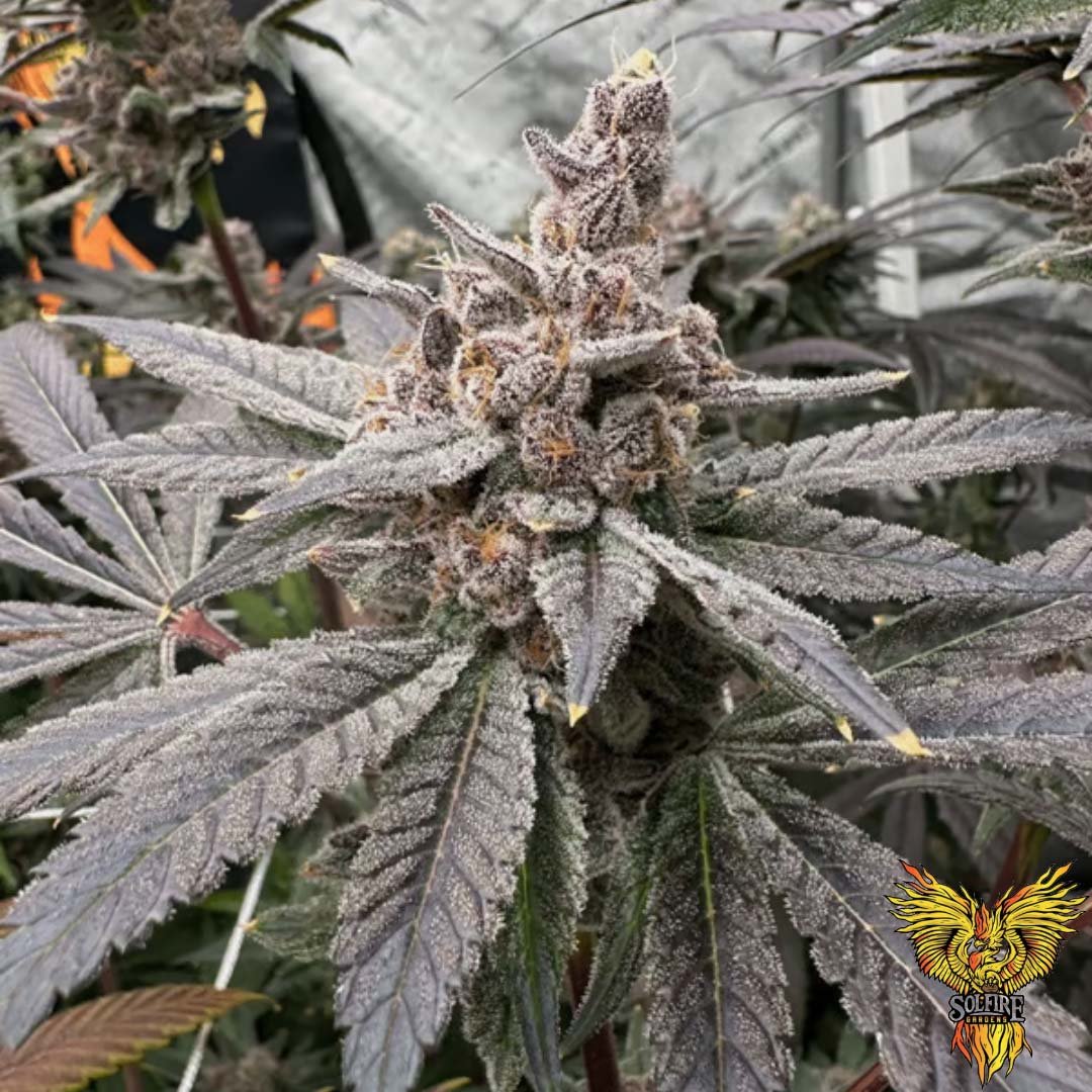 Gasserole - Solfire Gardens kaufen