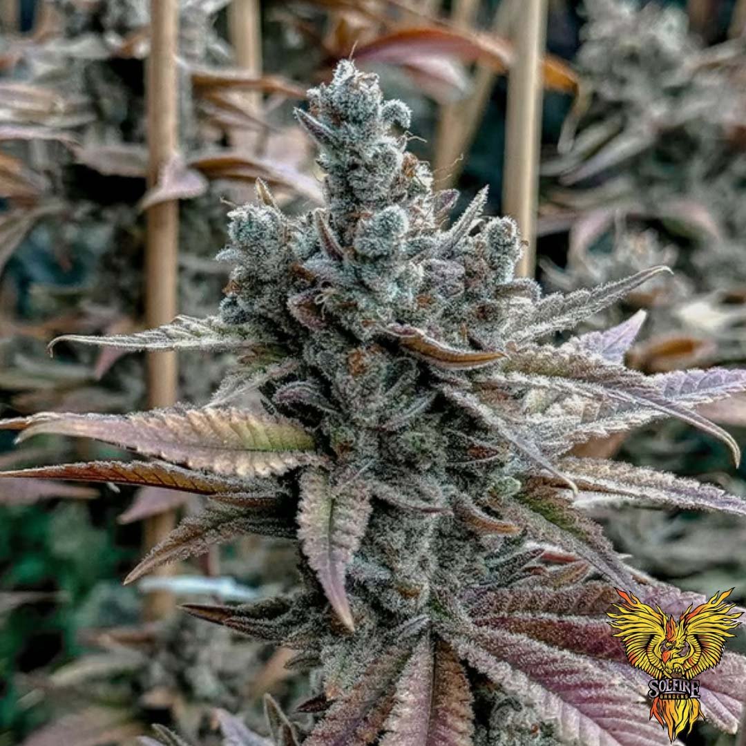 Lemon Elixir - Solfire Gardens kaufen